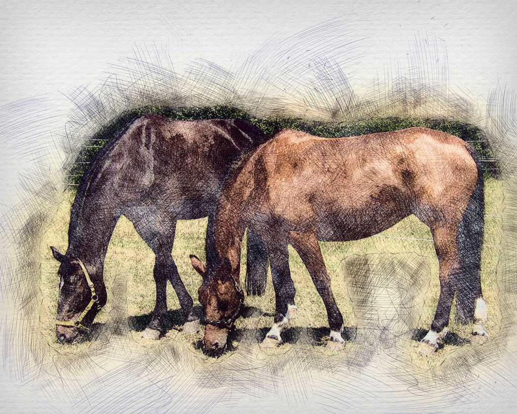 Pferd gezeichnet vom Foto