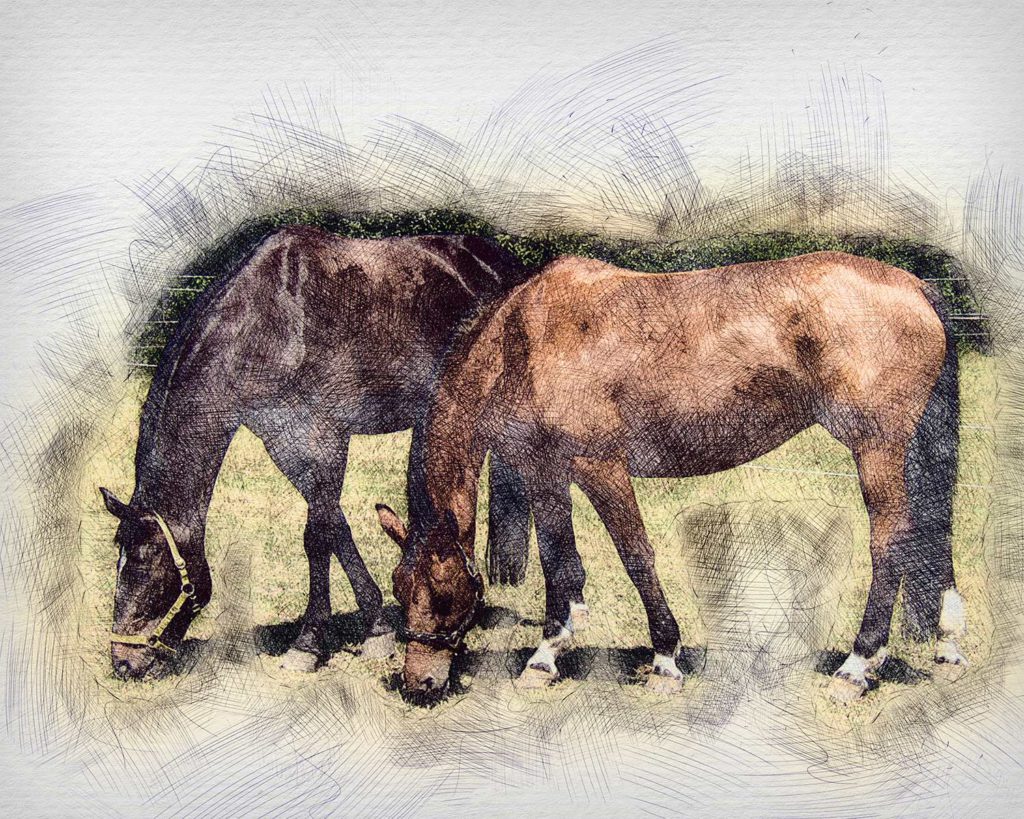 Pferd gezeichnet vom Foto
